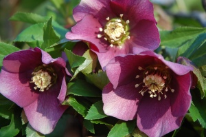 Purple hellebores bloom in early spring, sometimes in February!