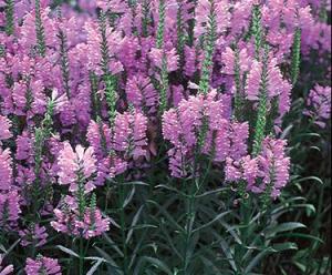 Obedient plant / Physotegia blooms in late summer
